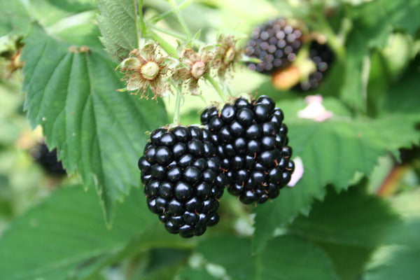 Blackberries