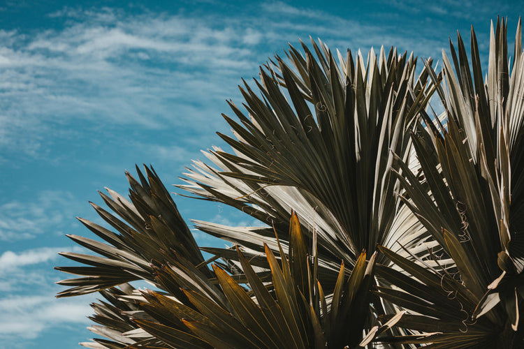 Palms