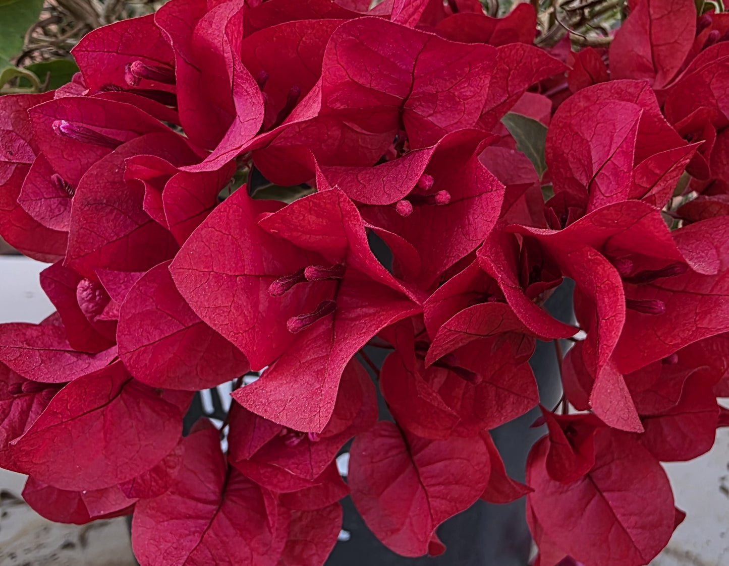 Vines - Bougainvillea