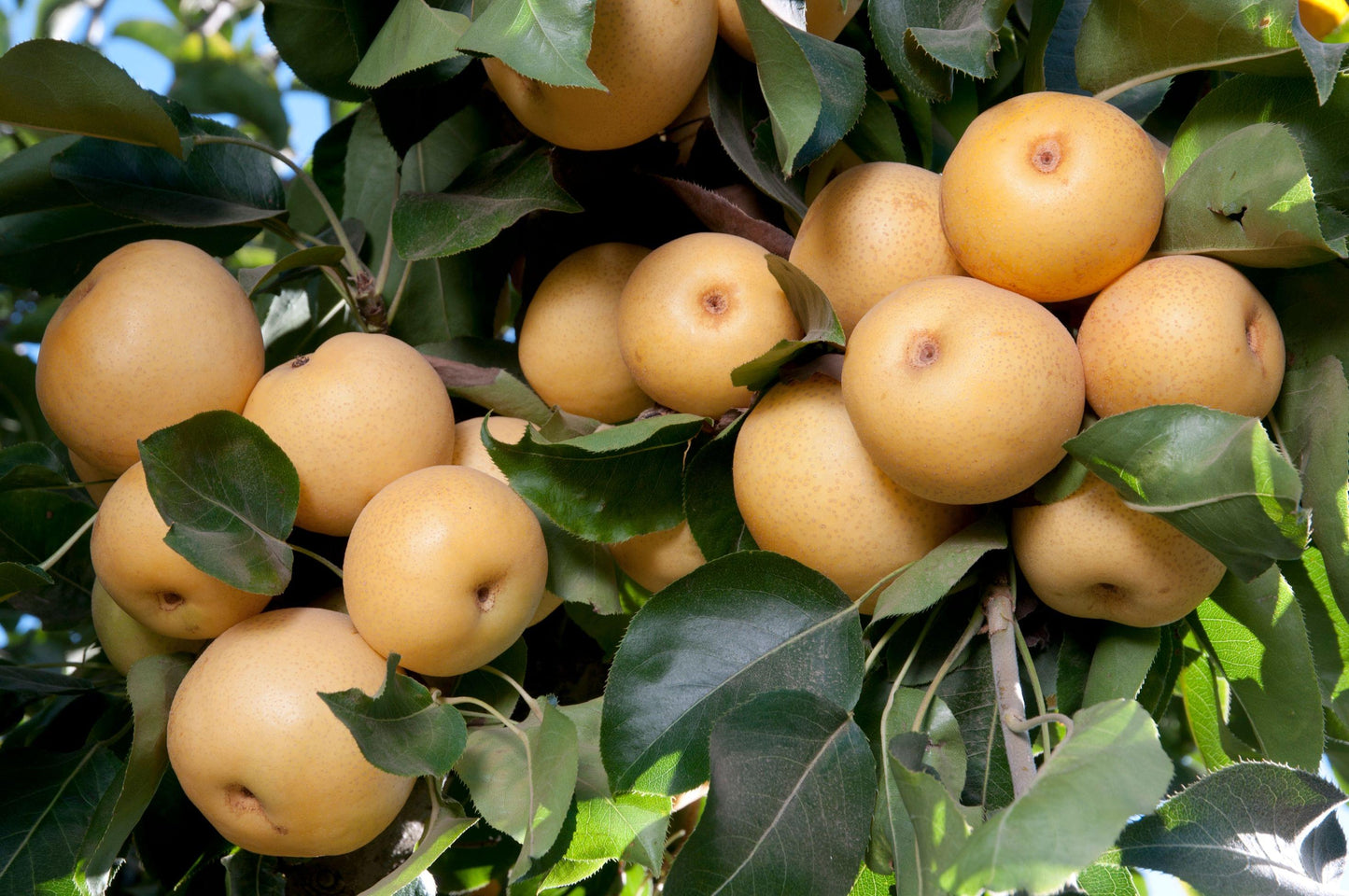 Asian Pear - 20th Century - PRE-ORDER