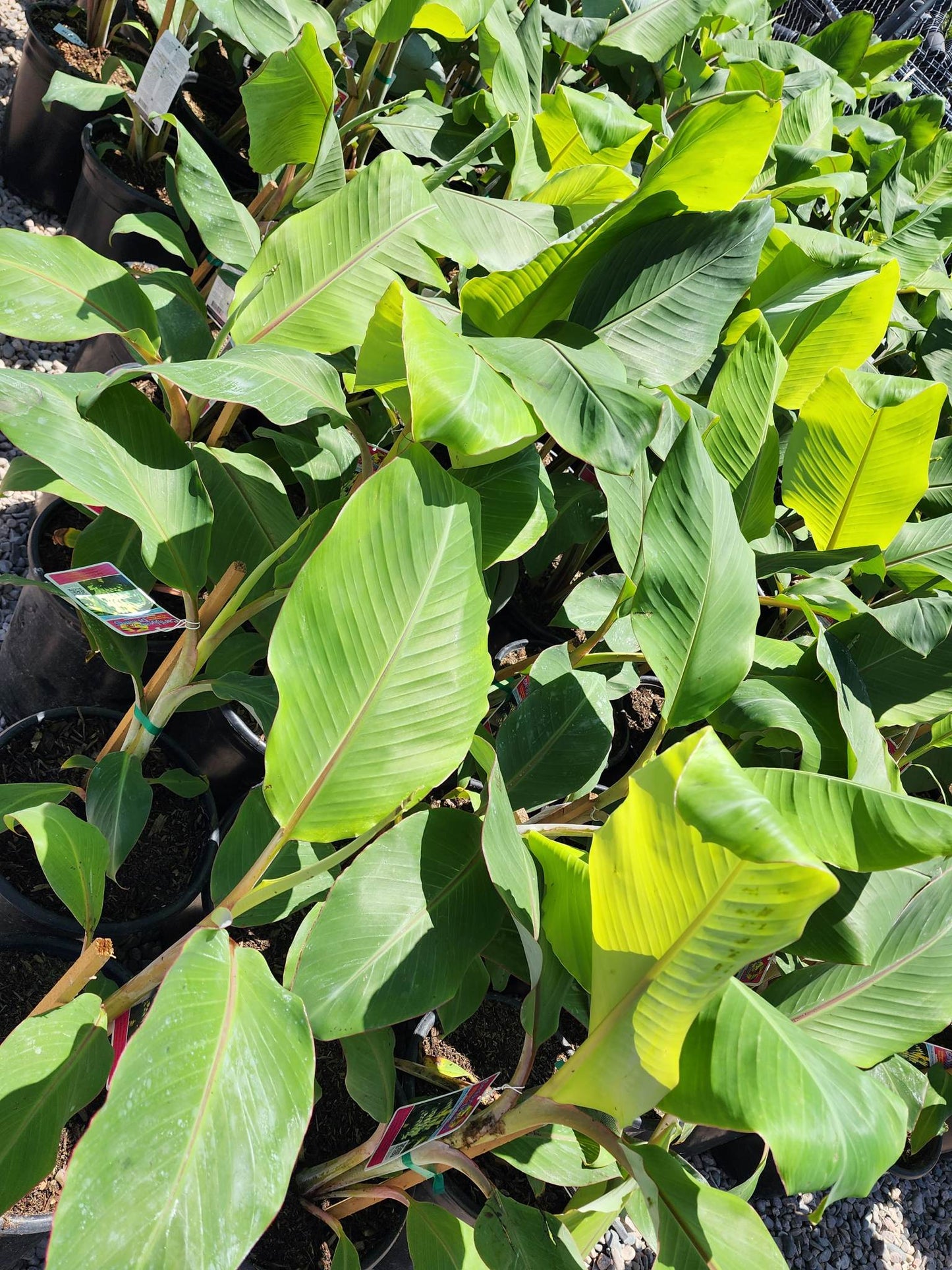 Tropical - Banana - Ice Cream