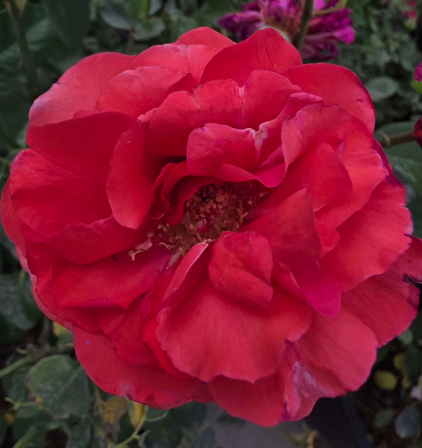 Roses & Rose Trees - assorted colors