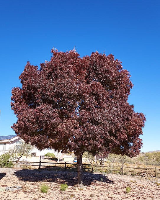 Shade - Ash - Raywood