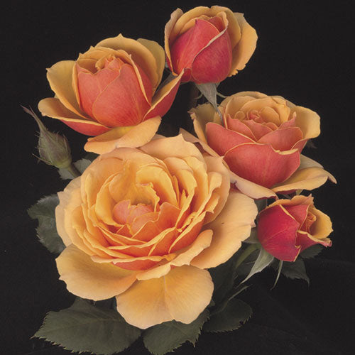 Roses - About Face