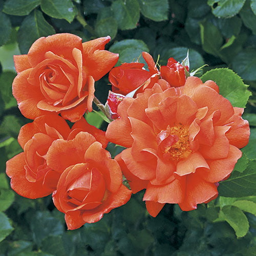 Roses - Above All (Climbing)