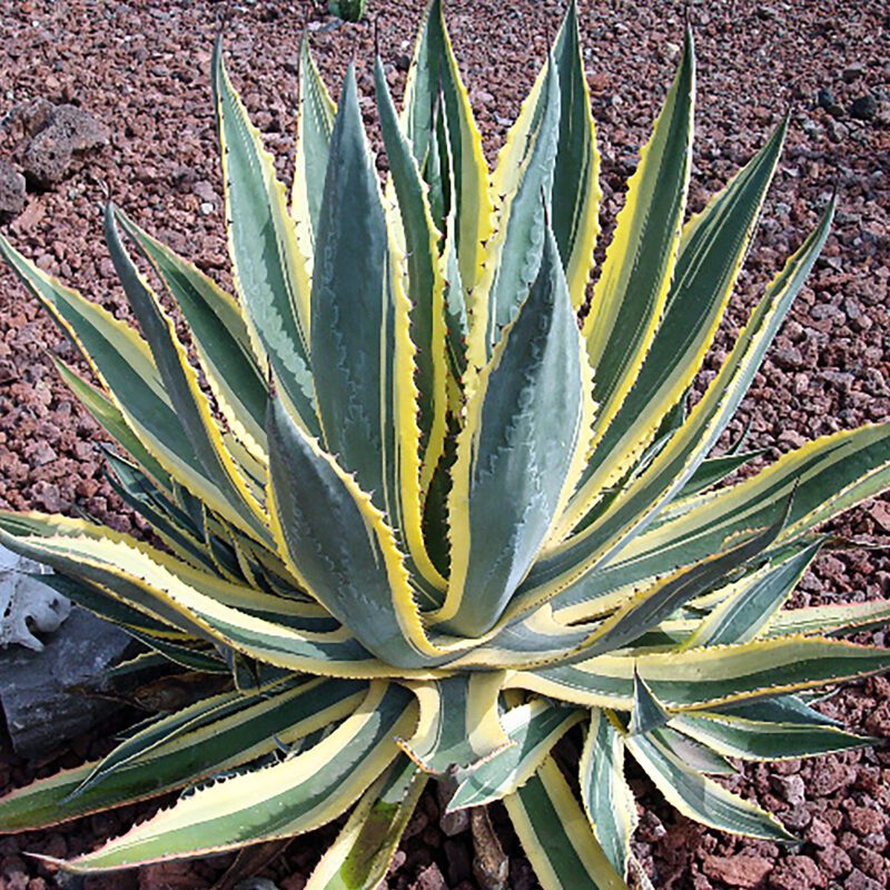Agave