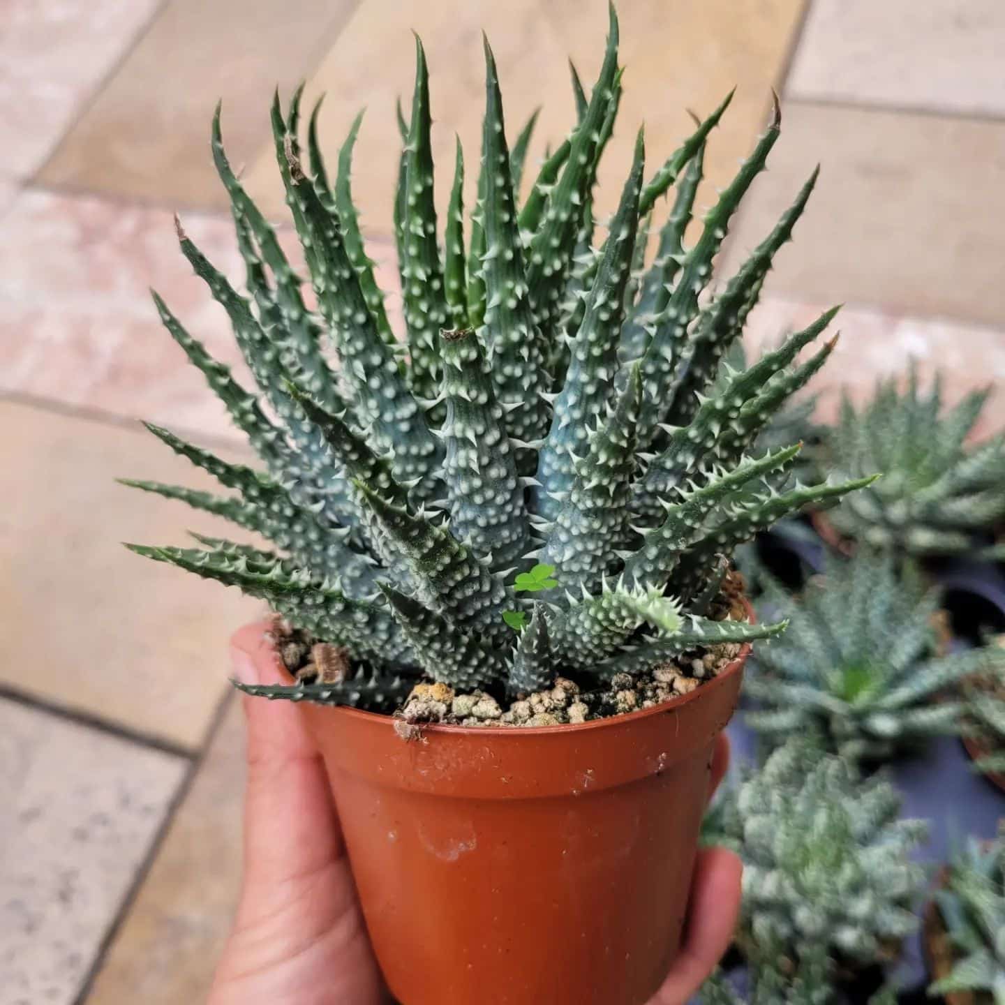 aloe spider plant Succulent