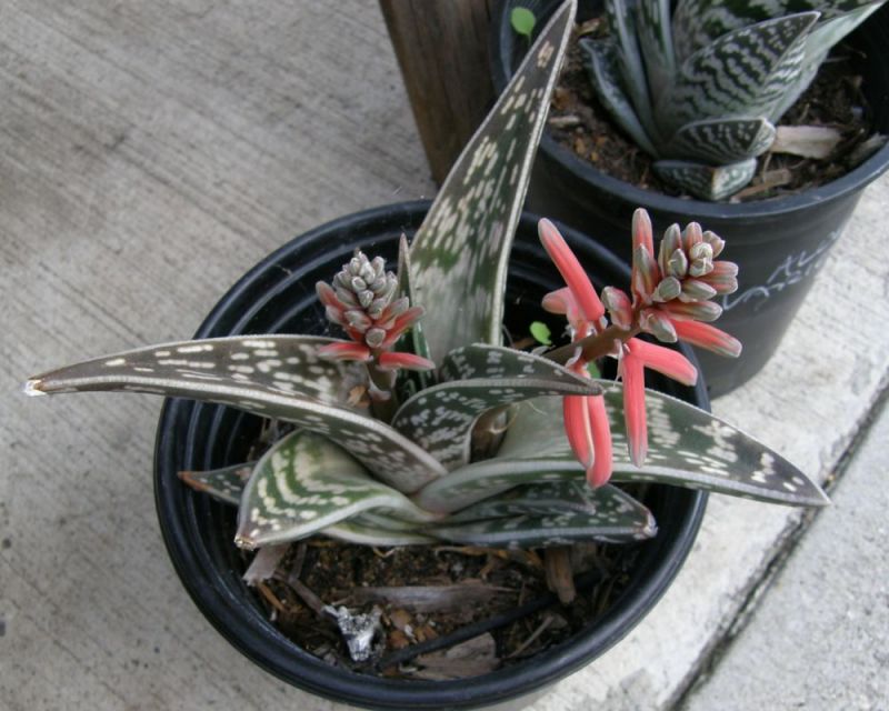Succulent - Aloe Partridge Breast