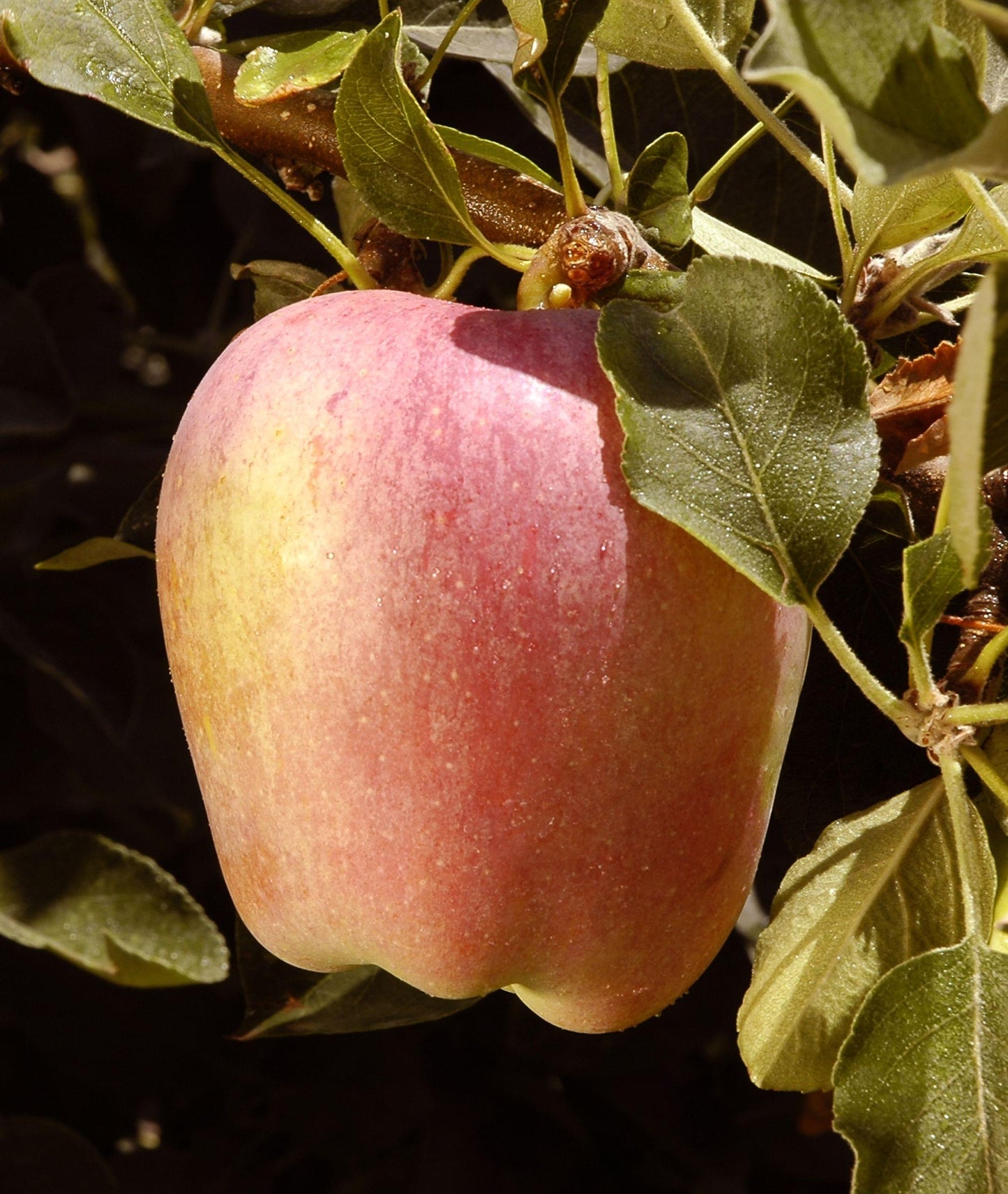 Apple - Anna - PRE-ORDER