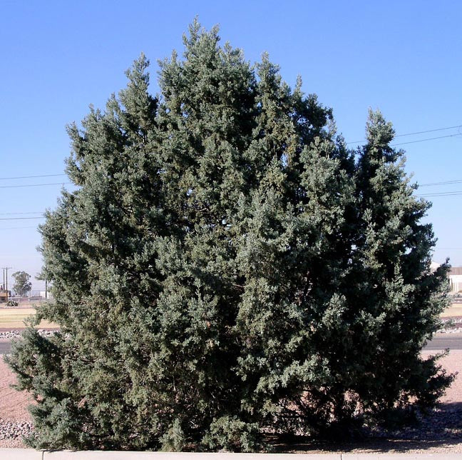 Shade - Arizona Blue Cypress