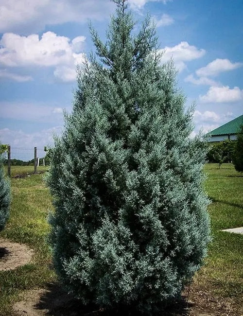 Shade - Arizona Blue Cypress