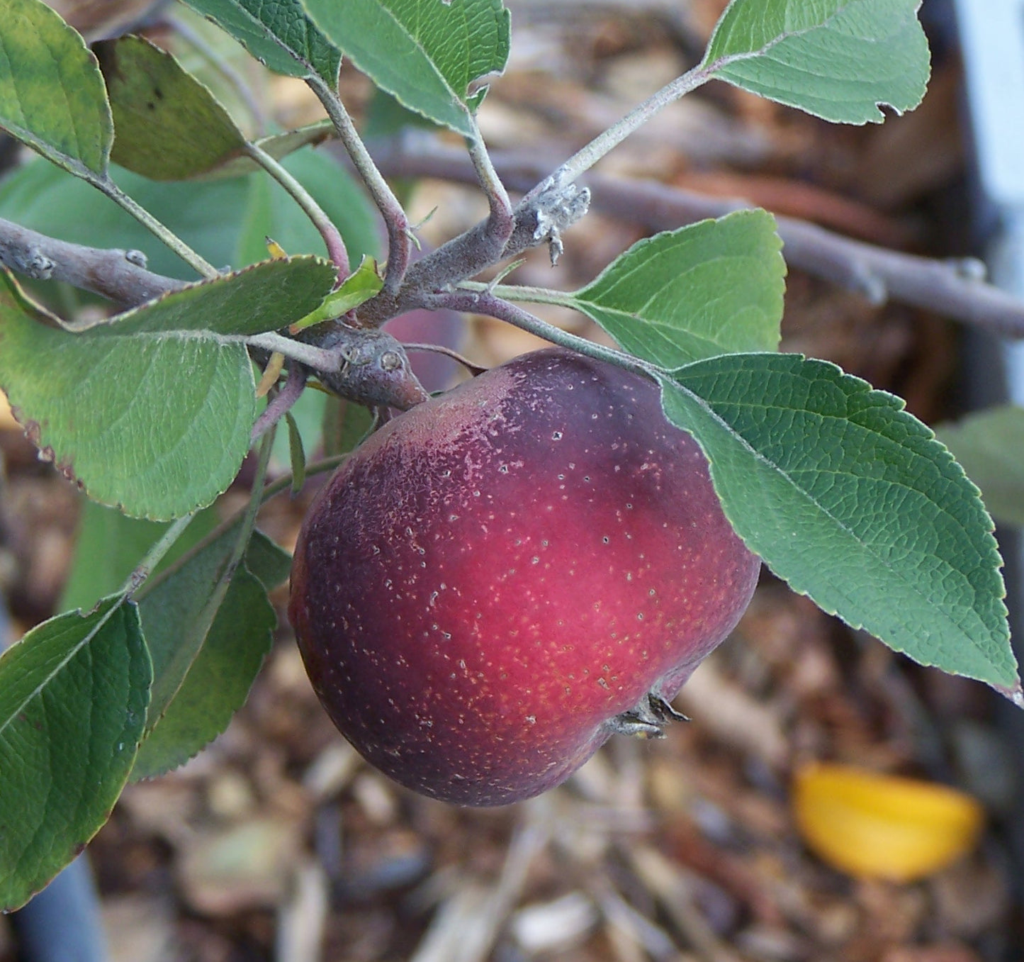 Apple - Arkansas Black Spur - PRE-ORDER