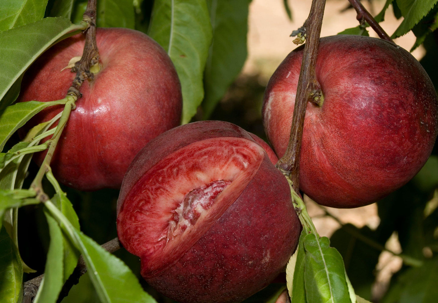 Nectarine - Artic Glo - PRE-ORDER