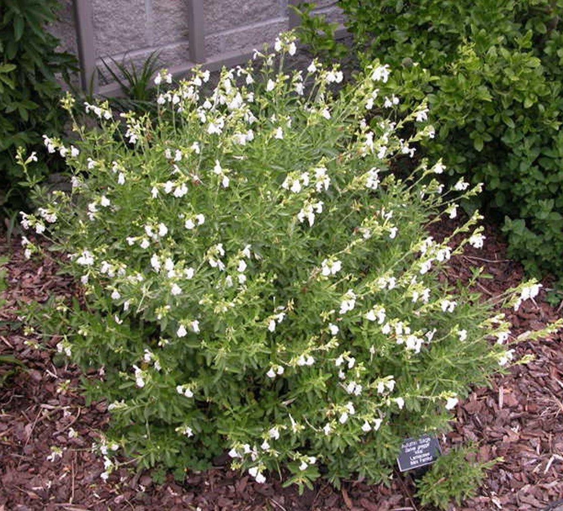Shrubs - Sage - Autumn