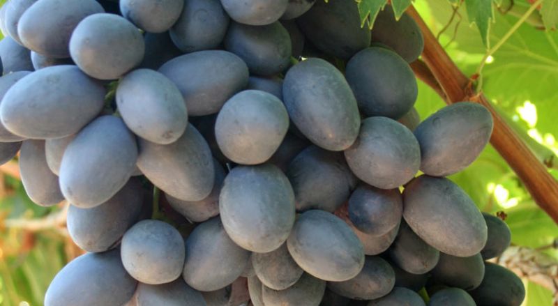 Grapes - Autumn Royal - PRE-ORDER
