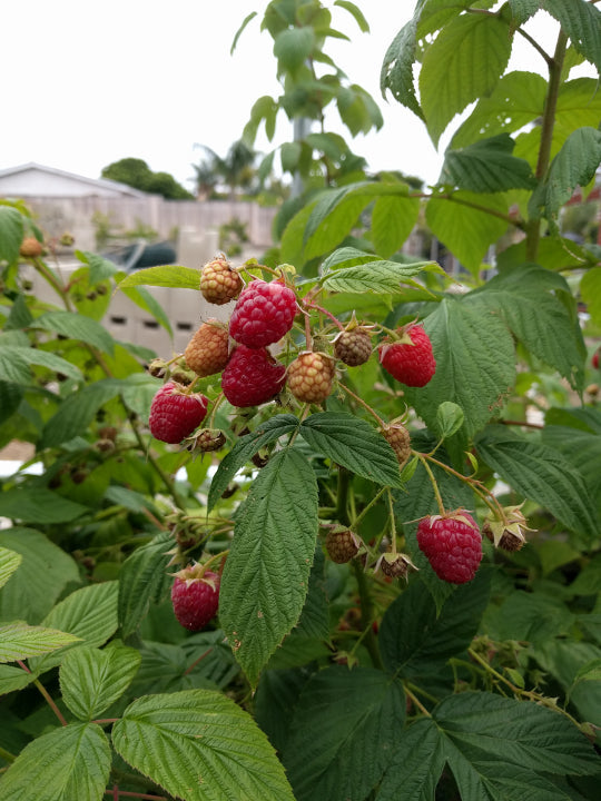 Raspberry - Baba Red - PRE-ORDER