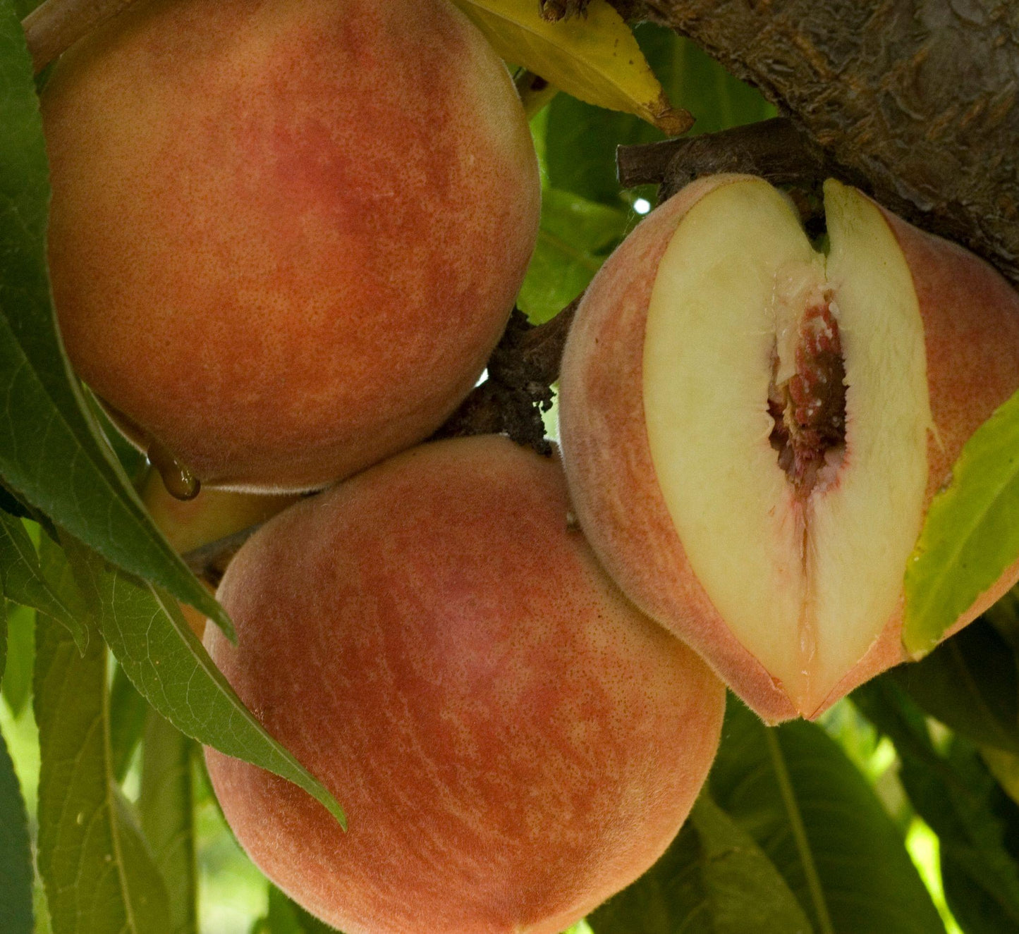 Peach - Babcock - PRE-ORDER