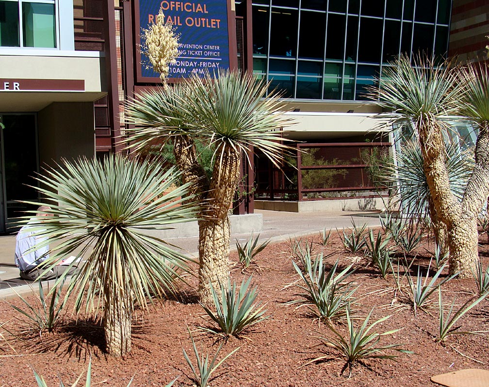 Succulent - Beaked Yucca