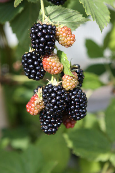 Blackberry - Black Satin Thornless - PRE-ORDER