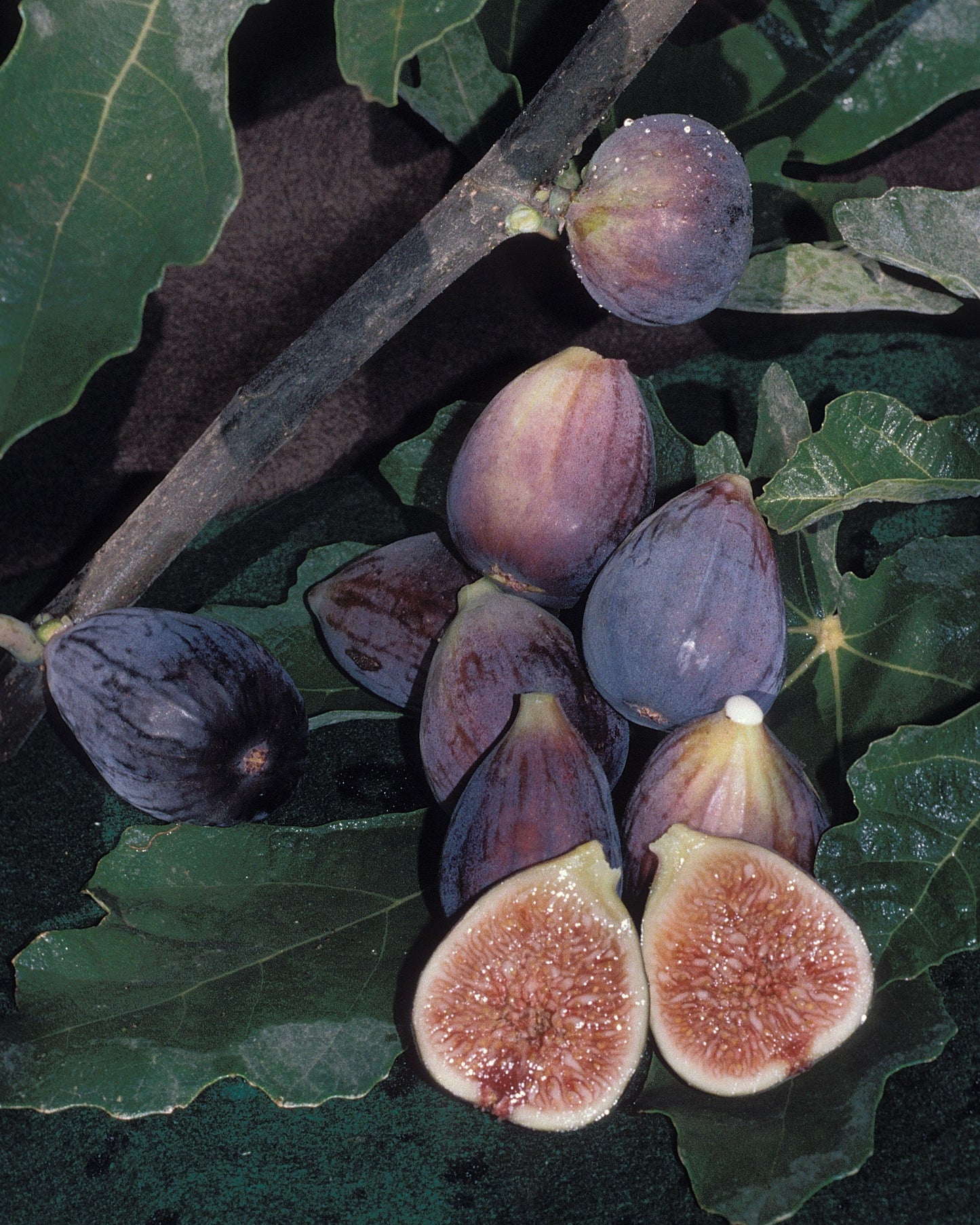 Figs - Black Mission - PRE-ORDER