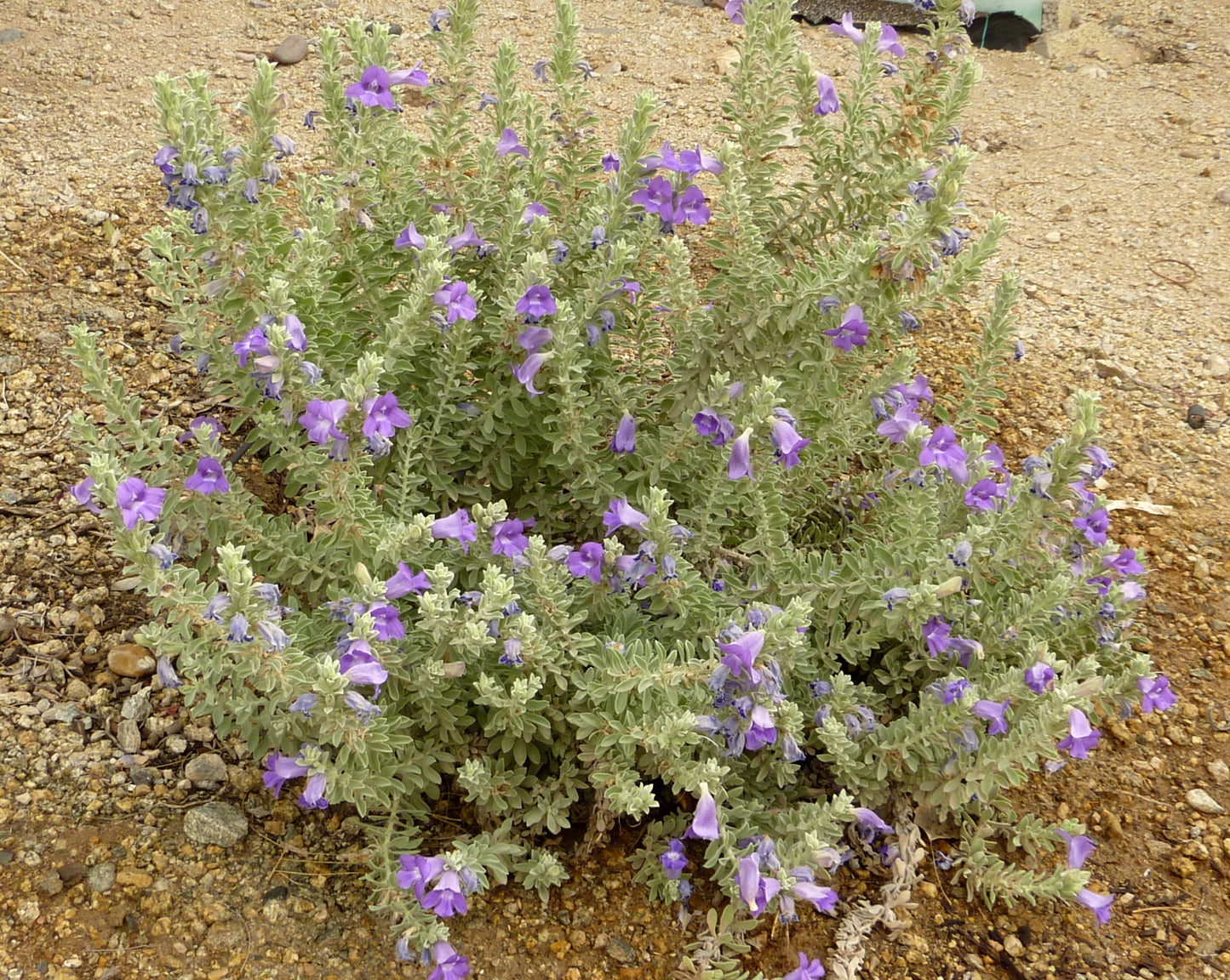 Shrubs - Emu Bush 'Blue Bells'