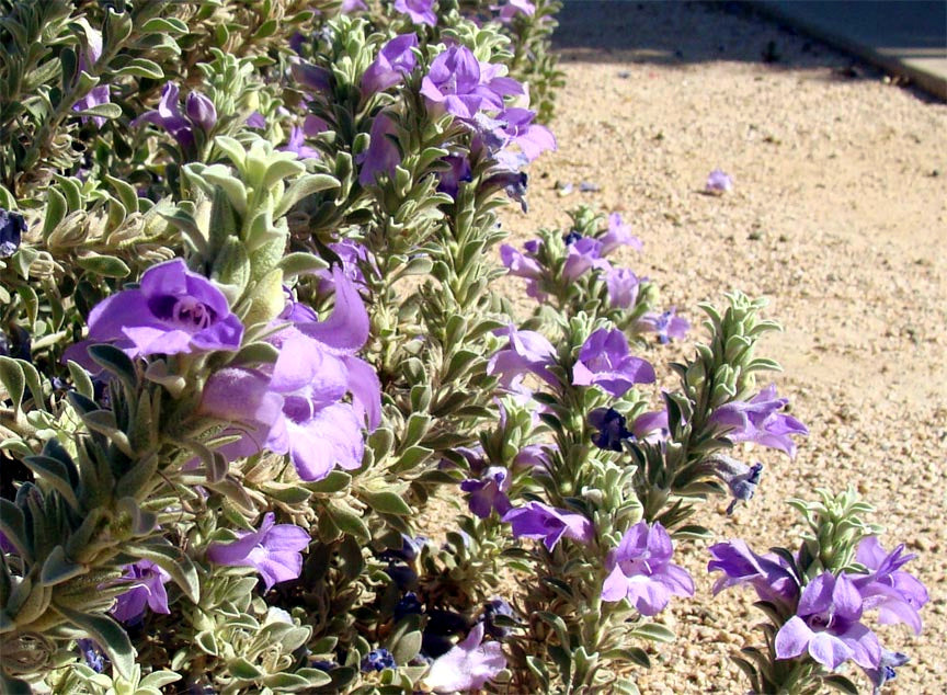 Shrubs - Emu Bush 'Blue Bells'