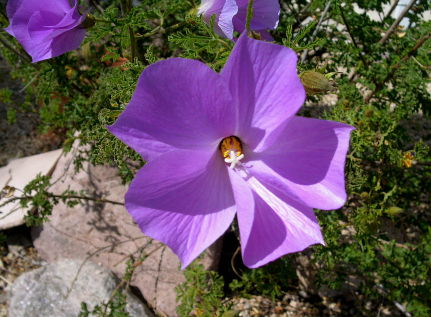 Shrubs - Blue Hibiscus