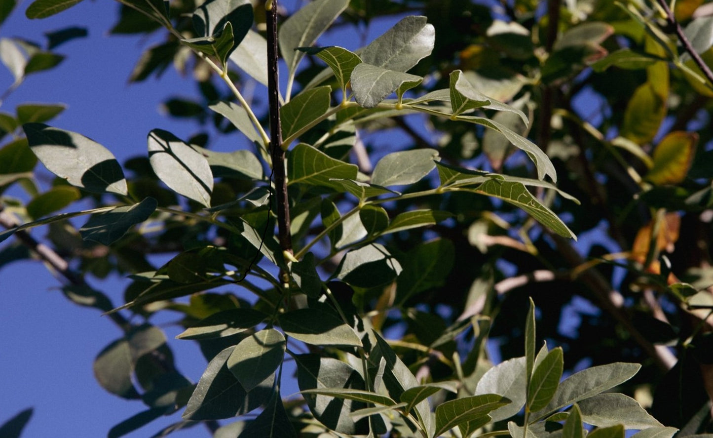 Shade - Ash - Bonita