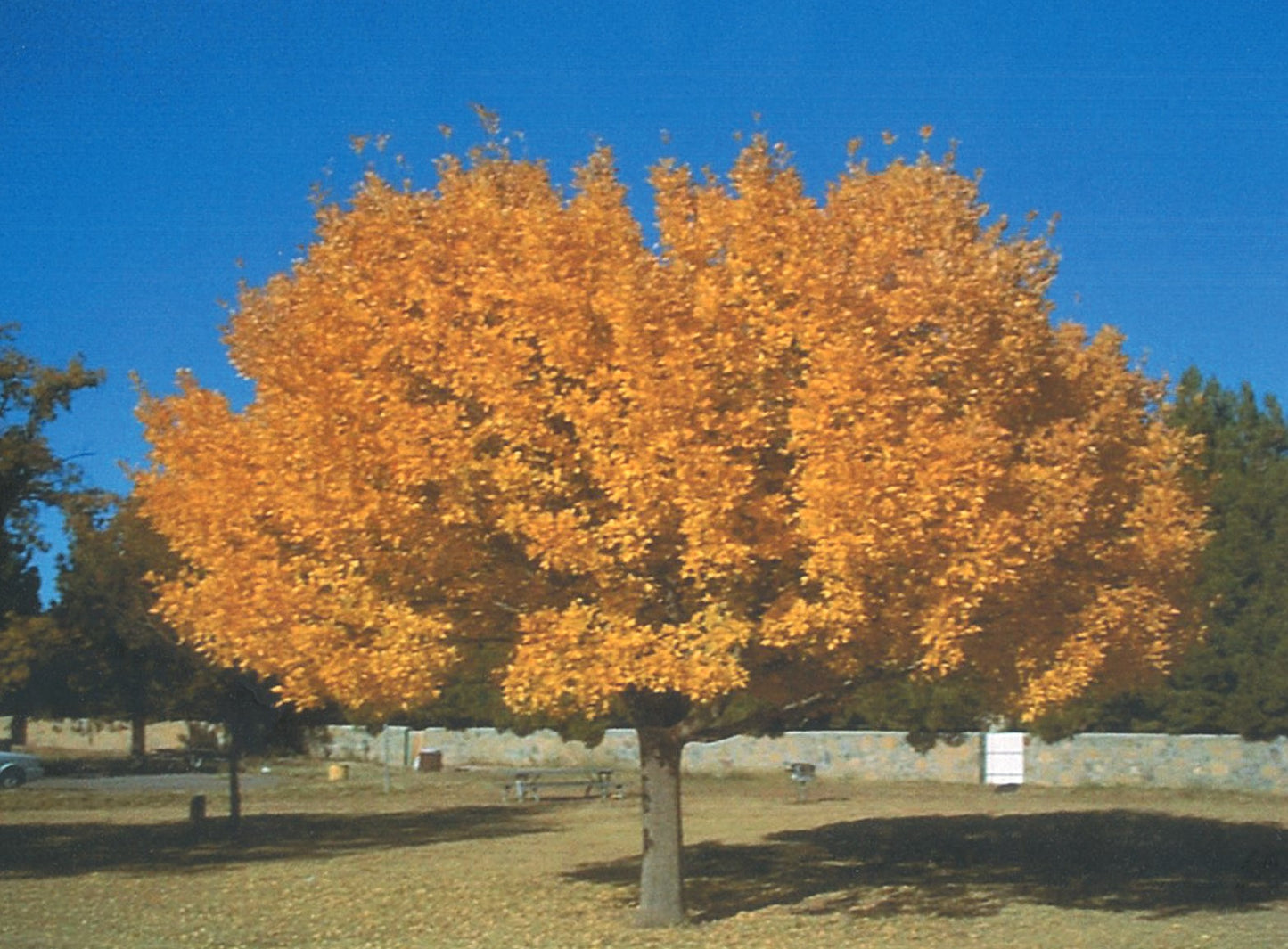 Shade - Ash - Bonita