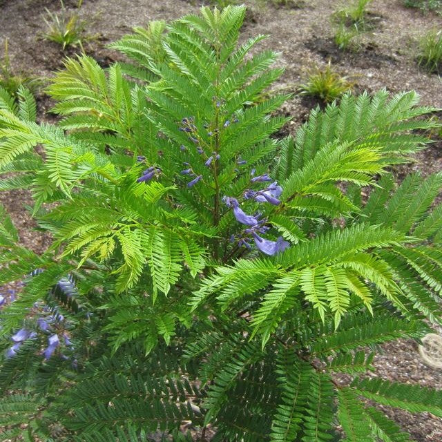 dwarf bonsai blue jacaranda tree Shade - Jacaranda