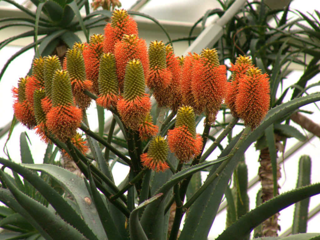Succulent - Bottlebrush Aloe