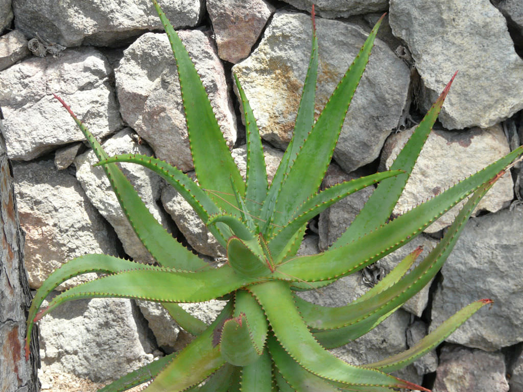 Succulent - Bottlebrush Aloe