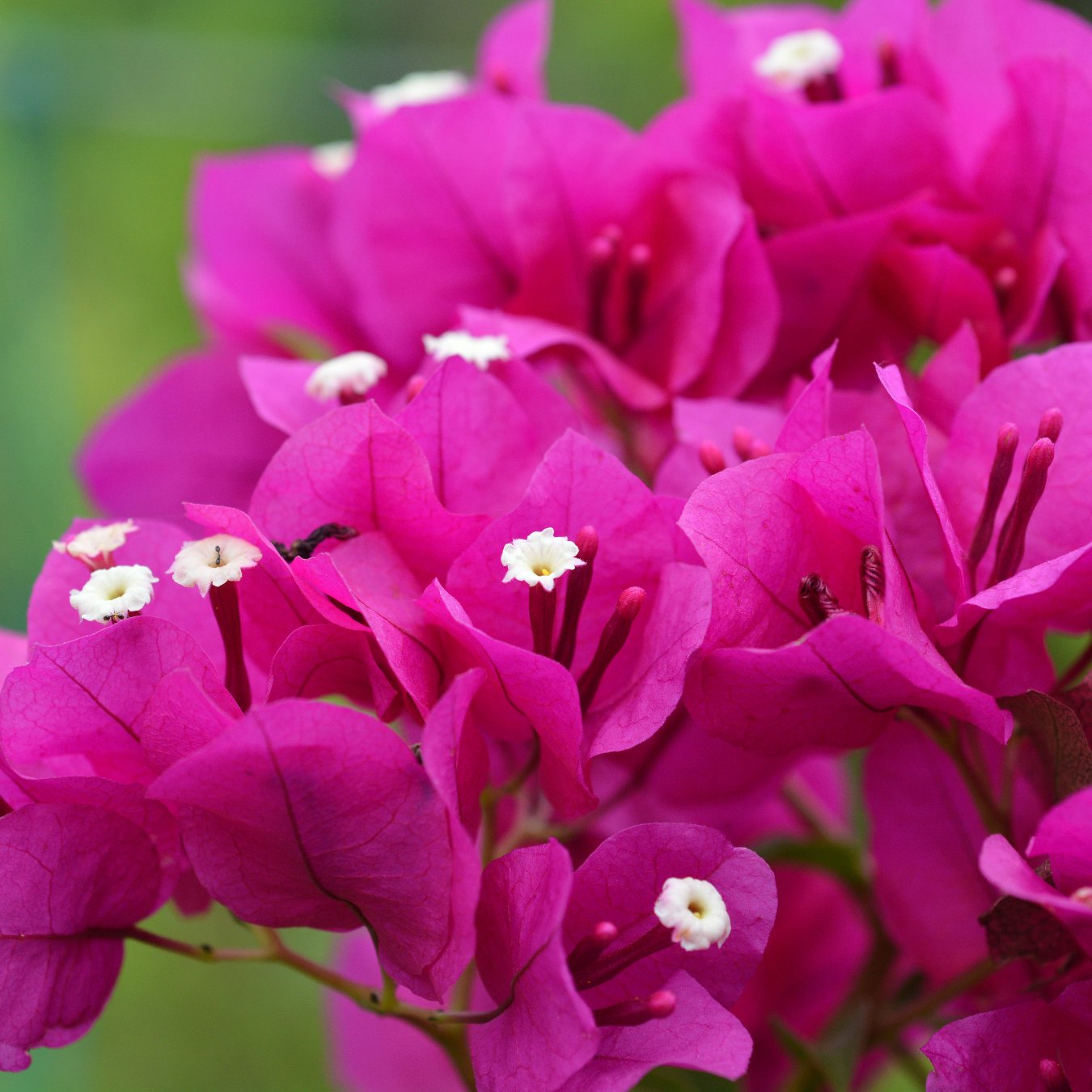 Shrubs - Bougainvillea