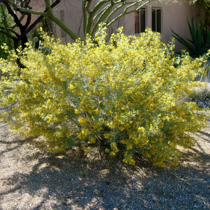 Shrubs - Cassia - Feathery - 5 gallon