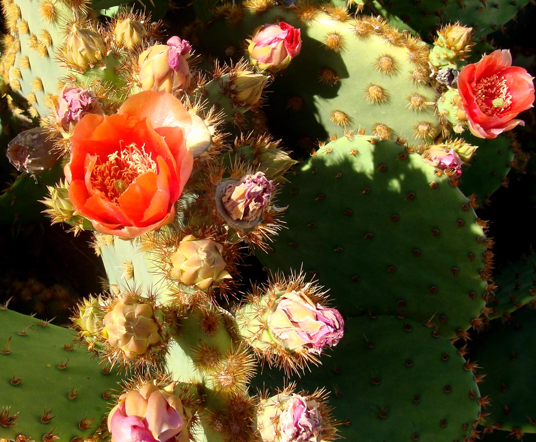 Cactus - Prickly Pear (Chenille)