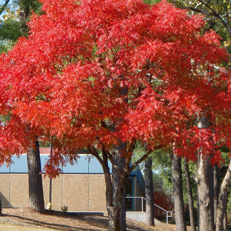 Shade - Pistache - Chinese