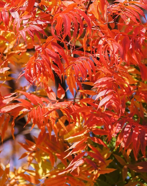 Shade - Pistache - Chinese