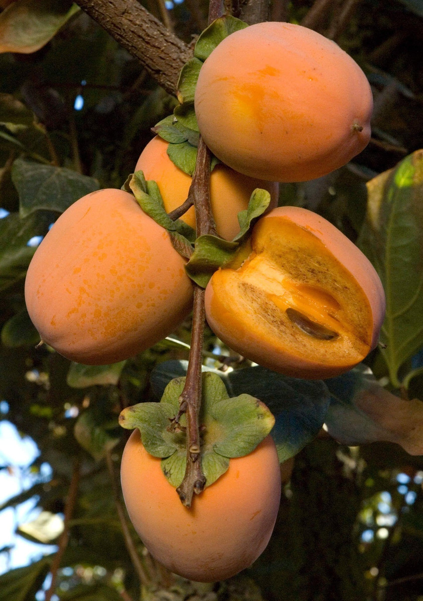 Persimmon - Chocolate - PRE-ORDER