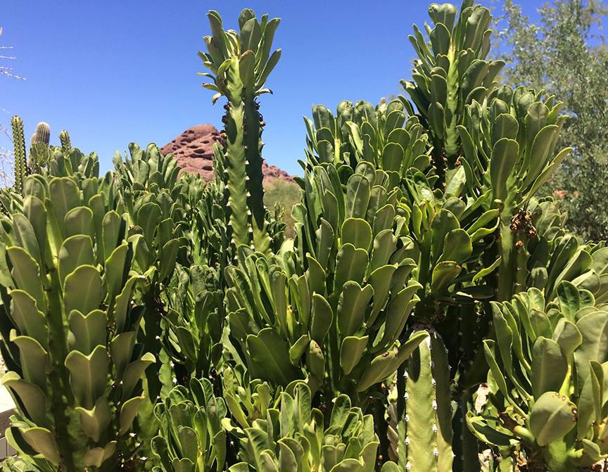 Euphorbia - Churee or Sullu Spurge