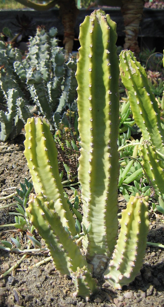 Succulent - Churee or Sullu Spurge