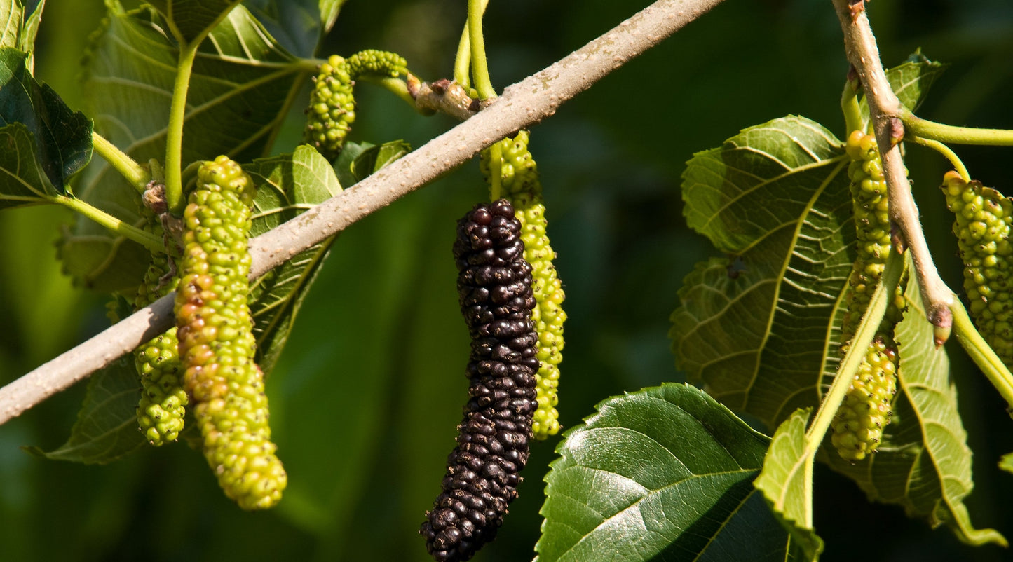 Mulberry - Cooke's Pakistan