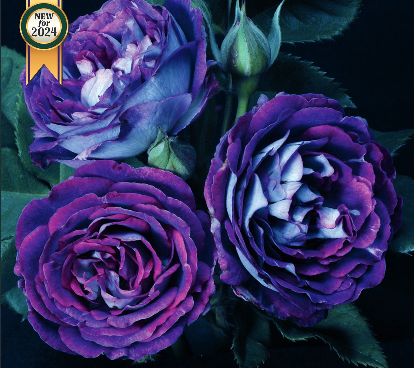 Roses - Cosmic Clouds