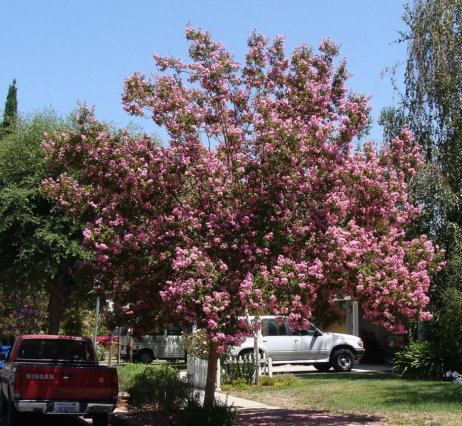 Shade - Crape Myrtle