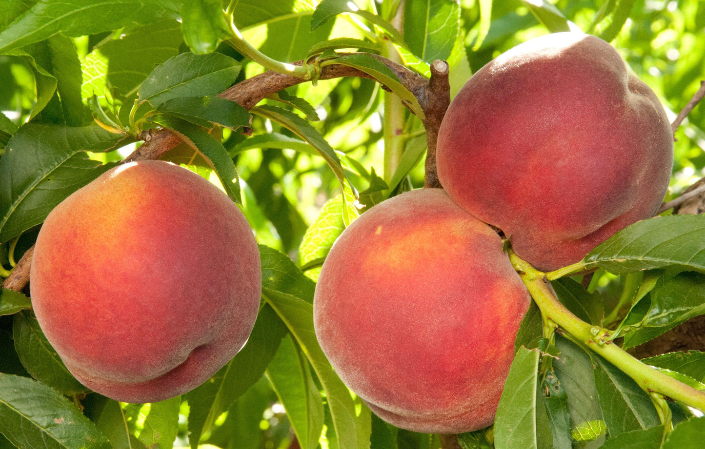 Peach - Desert Gold - PRE-ORDER