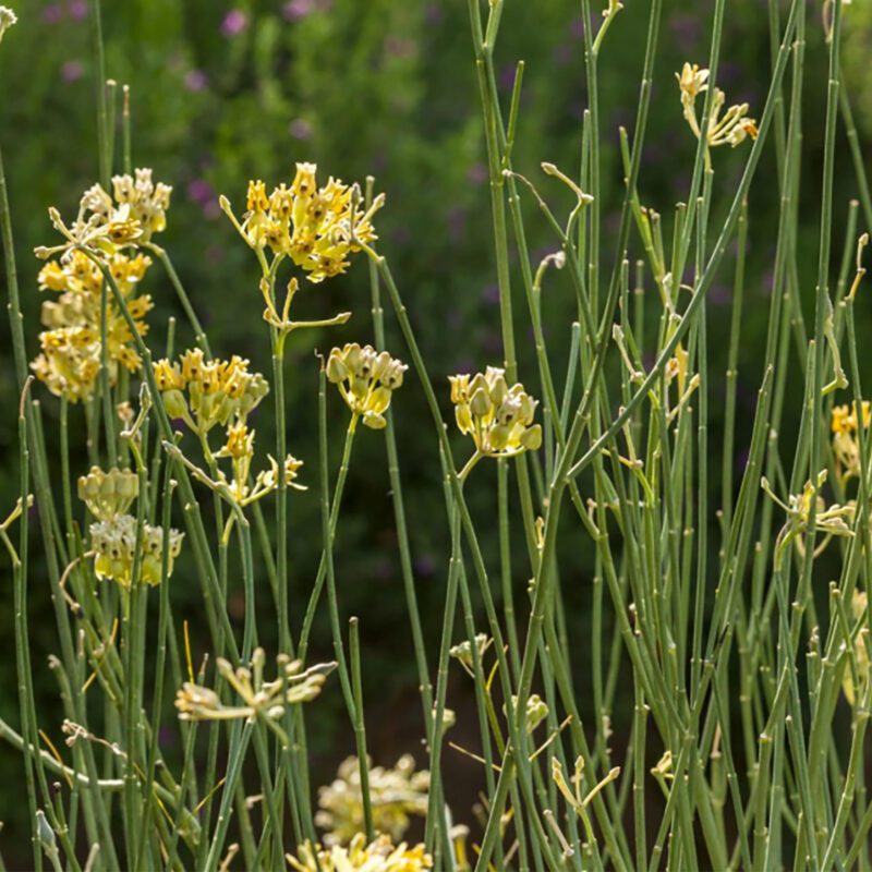 milkweed succulent Shrubs