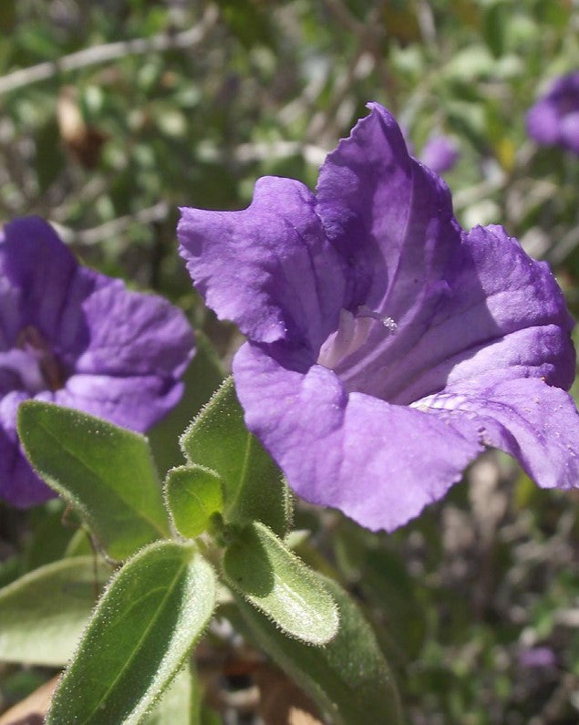 Shrubs - Ruellia - Desert
