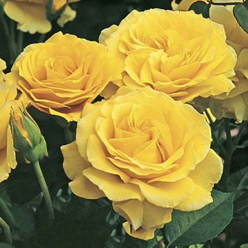 Roses - Doris Day