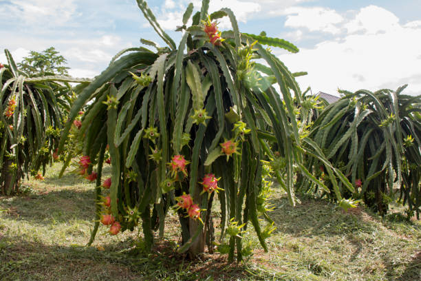 Tropical - Dragon Fruit or Pitaya
