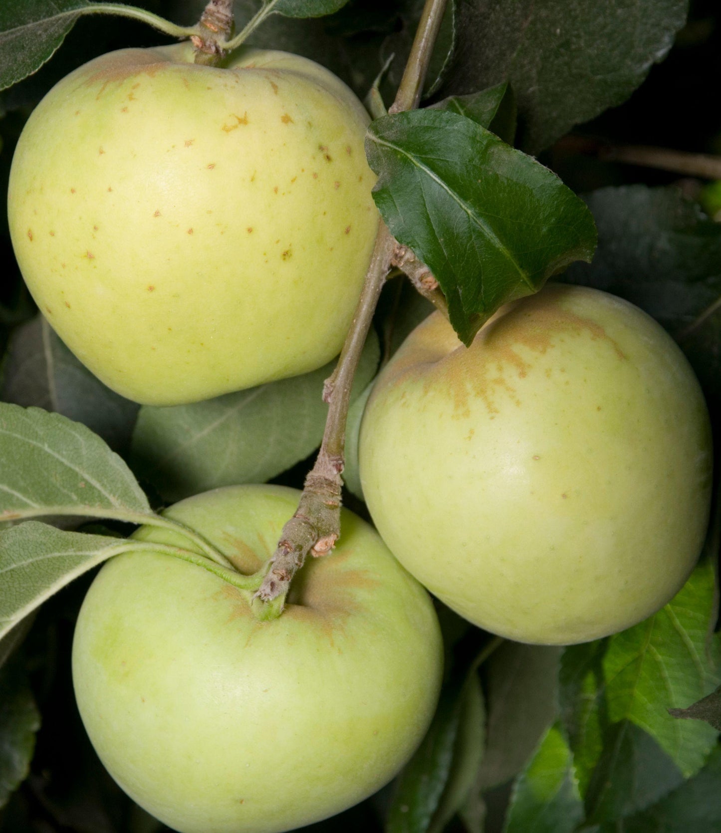 Apple - Einshemer - PRE-ORDER