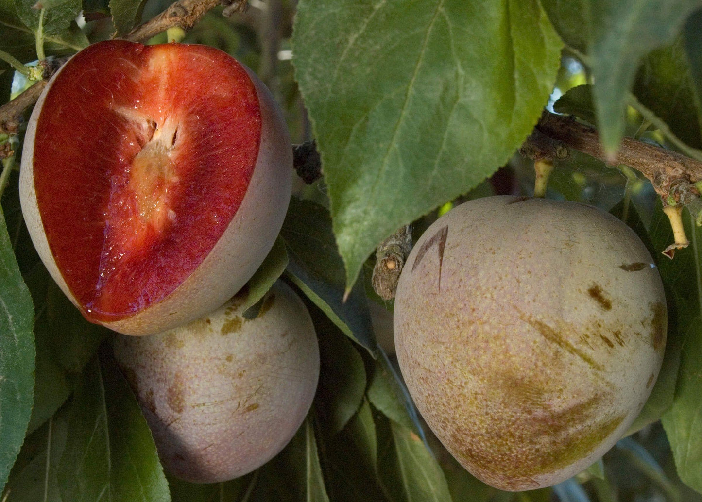 Plum - Elephant Heart - PRE-ORDER
